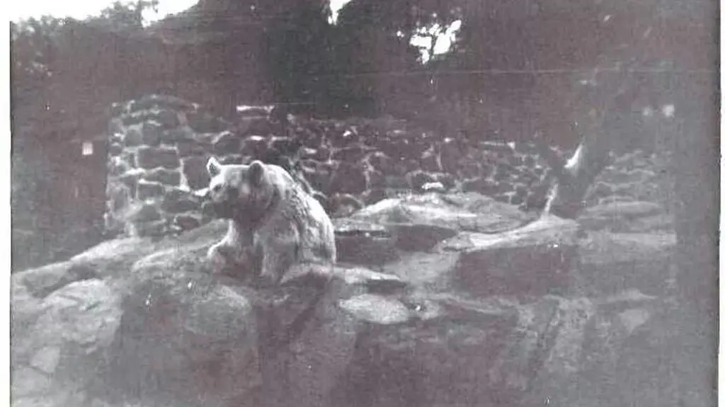 Wojtek w zoo w Edynburgu