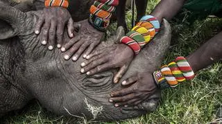 World Press Photo 2015: Ami Vitale - druga nagroda w kategorii "Natura"