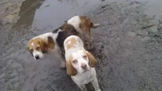 Wśród czworonogów były m.in. beagle