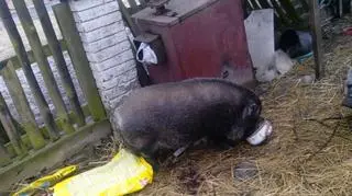 Wśród odebranych zwierząt była świnka wietnamska