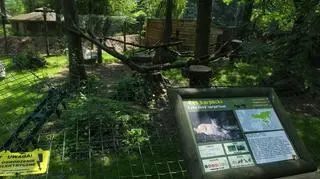 Wybieg z którego uciekł dziki kot