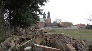 Wycięte drzewa na Ostrowie Tumskim