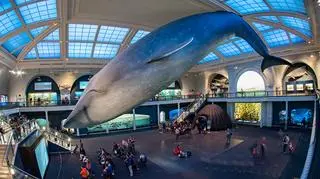 Wydarzenie miało odbyć się w sali oceanicznej Amerykańskiego Muzeum Historii Naturalnej