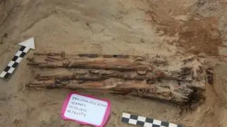 Wykopane karabiny trafią do poznańskiego Muzeum Uzbrojenia