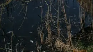 Wyłowiono około 300 kg śniętych ryb