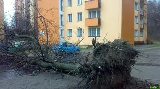 Wyrwane z korzeniami drzewo - Siemianowice Śląskie (fot. Jan Popek)