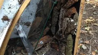 Wyrzucone terrarium było pobite