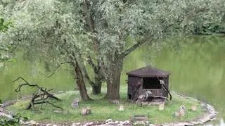 Wyspa lemurów w poznańskim Nowym Zoo