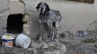 Wyżeł Sara w starym domu