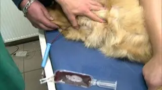 Yessar oddał krew dla innych psów