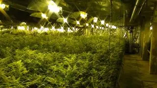 Z plantacji do obrotu mogło trafić nawet 300 kg marihuany