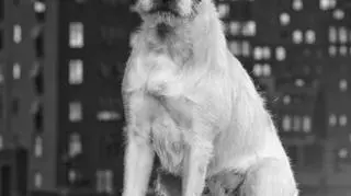 Za rolę w filmie "Artysta" Uggie ma największe szanse na zgarnięcie Golden Collar - pierwszych filmowych nagród dla psów (fot