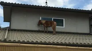 Zaginiony kucyk znaleziony na dachu