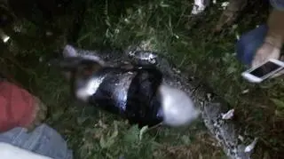 Zaginiony mężczyzna odnaleziony w ciele pytona