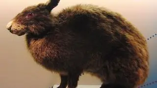 Zając Amami jest przedstawicielem gatunku, który wyginął tysiące lat temu