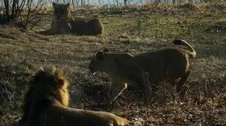 Zaloty w zoo pod specjalnym nadzorem