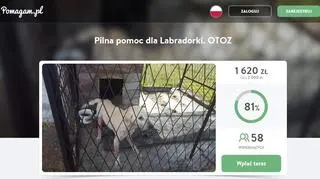 Zbiórka na rzecz labradorki z Nędzy