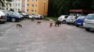 Zdaniem myśliwych mieszkańcy sami zachęcają dziki do przychodzenia do miasta