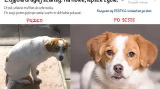 Zdjęcia przyciągają uwagę internautów 