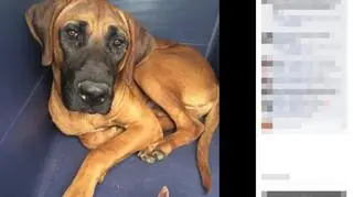 Zdjęcia psów opublikowano na Facebooku