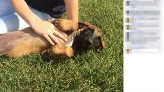 Zdjęcia psów opublikowano na Facebooku