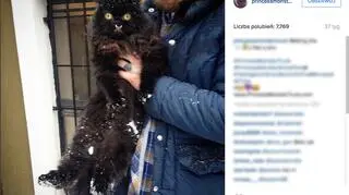 Zdjęcie kotki na Instagramie