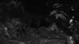 Zdjęcie pojedyncze - II miejsce w kategorii ŚRODOWISKO. Zakopane. Tatrzańskie niedźwiedzie coraz częściej podchodzą pod domostwa w poszukiwaniu żywności