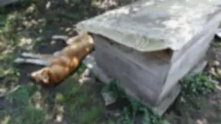 Zdjęcie Saby rozmyliśmy, bo było zbyt drastyczne