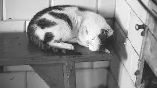 Zdjęcie ze zbioru NAC