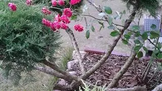 Zdjęcie zrobiono 10 stycznia