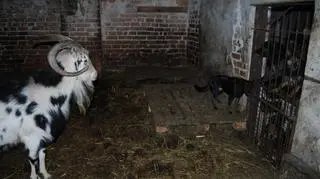 Zlikwidowana hodowla zwierząt w Zabrzu