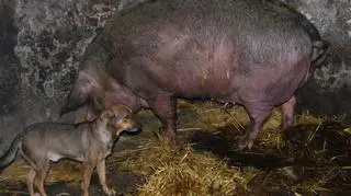 Zlikwidowana hodowla zwierząt w Zabrzu