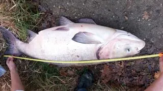Złowiona tołpyga miała 122 cm długości