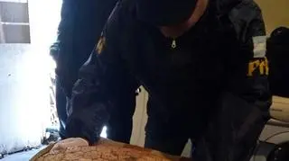 Znaleziona przez argentyńską policję muszla glyptodona