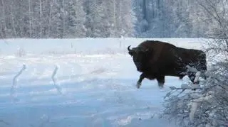 Żubrowi zima niegroźna (fot. internauta Damian)