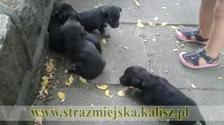 Zwierzaki trafiły do miejskiego schroniska