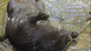 Zwierzę najprawdopobniej spadło z mostu 