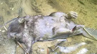 Zwierzę nie odnisło poważniejszych obrażeń 