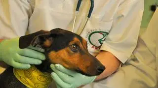 Zwierzę przeszło kilka operacji