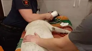Zwierzę trafiło do kliniki weterynaryjnej 
