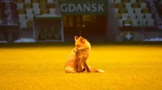 Zwierzęta co roku odwiedzają stadion, żeby schronić się przed chłodem
