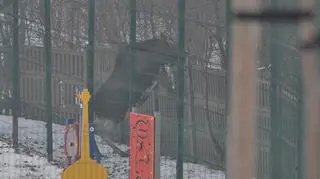 Zwierzęta przeszły na teren jednoski wojskowej