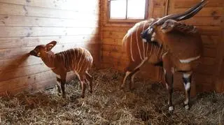 Zwierzęta są oddzielone od samców 
