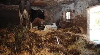 Zwierzęta trzymane były na stercie w pomieszczeniu gospodarczym