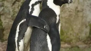 Zwierzęta w gdańskim zoo