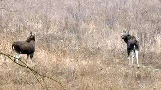 Zwierzęta zauważono w pobliżu dawnej jednostki wojskowej