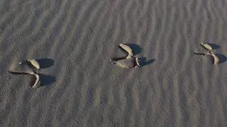 Zwierzęta zostawiają ślady w parku