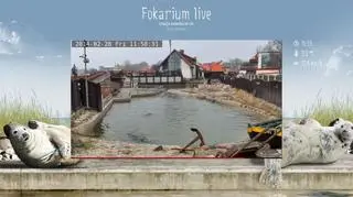 Życie fok w oku kamery 