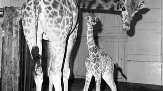 Żyrafy z poznańskiego ZOO przy ul