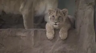 Żywy symbol gdańska 